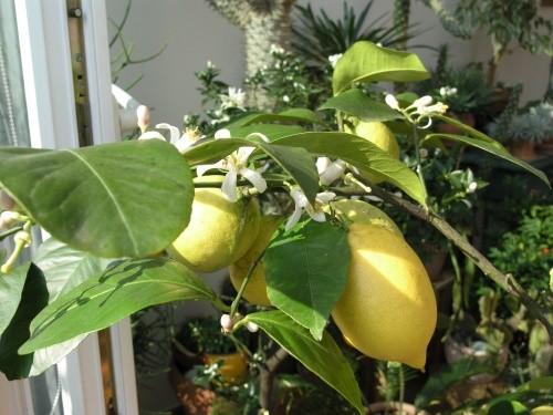 Citrus
Avtor: tadeja
rastline.mojforum.si
