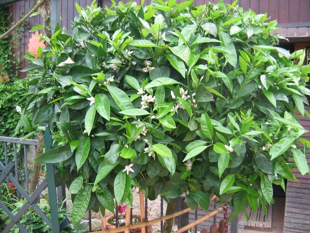 Citrus sinensis  - Pomaranča
Avtor: potonka
rastline.mojforum.si