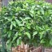 Citrus sinensis  - Pomaranča
Avtor: potonka
rastline.mojforum.si