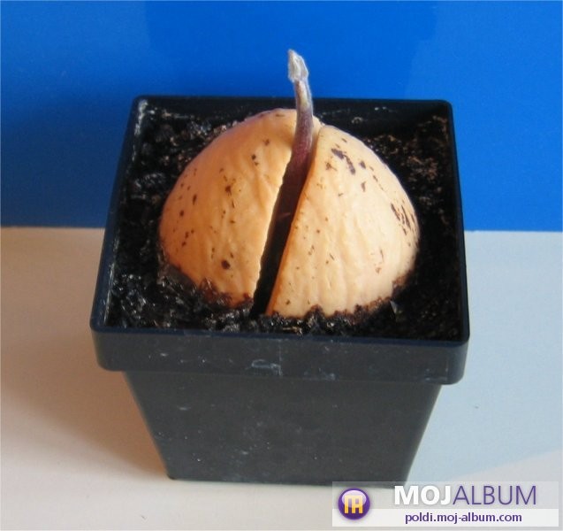 Avokado
Avtor: Leon56
rastline.mojforum.si