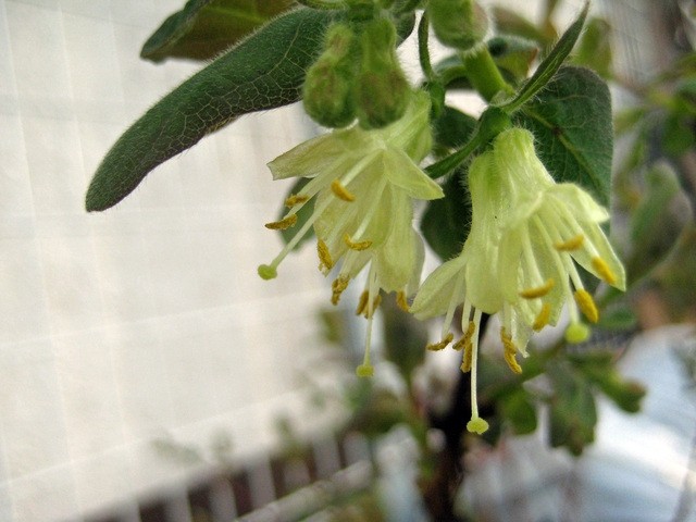 Lonicera caerulea kamtschatica - Modro kosteničevje(cvet)
Avtor: zupka
rastline.mojforum