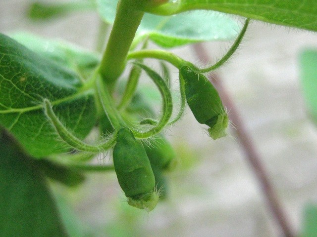 Lonicera caerulea kamtschatica - Modro kosteničevje(mladi plodovi)
Avtor: zupka
rastline