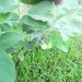 Lonicera caerulea kamtschatica - Modro kosteničevje(cvet)
Avtor: babaco
rastline.mojforu