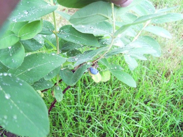 Lonicera caerulea kamtschatica - Modro kosteničevje(cvet)
Avtor: babaco
rastline.mojforu