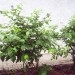 Vaccinium - Ameriška borovnica
Avtor: babaco
rastline.mojforum.si