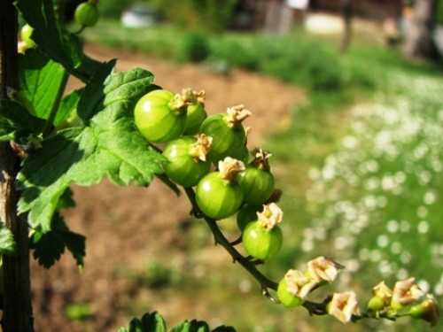 Ribes - Ribez
Avtor: magnolija
rastline.mojforum.si