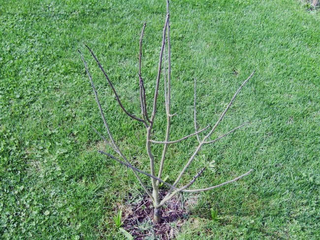 Asimina triloba - Asimina
tik pred brstenjem
Avtor: babaco
rastline.mojforum.si