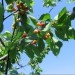 Prunus avium - Češnja 