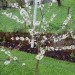 Prunus avium Van - Češnja
Avtor: babaco
rastline.mojforum.si