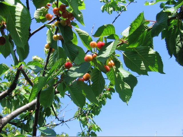 Prunus avium  - Češnja 6.maj 2008 Izola
Avtor: potonka
rastline.mojforum.si