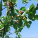Prunus avium  - Češnja 6.maj 2008 Izola
Avtor: potonka
rastline.mojforum.si