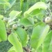 Nashi  -Azijska hruška Plodovi nashija so se razredčili kar sami 29.5.08
Avtor: babaco
r