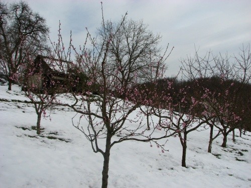Posledice snega in mraza
Avtor: magnolija
rastline.mojforum.si