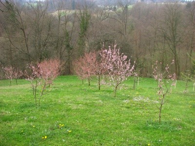 Cvetenje breskev
Avtor: magnolija
rastline.mojforum.si