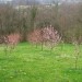 Cvetenje breskev
Avtor: magnolija
rastline.mojforum.si