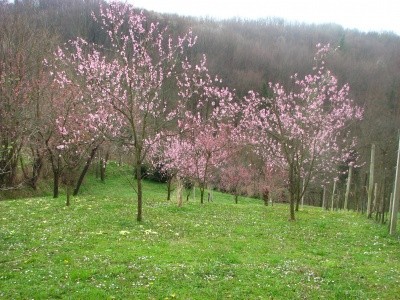 Cvetenje vinogradniške breskve
Avtor: magnolija
rastline.mojforum.si