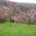 Cvetenje vinogradniške breskve
Avtor: magnolija
rastline.mojforum.si