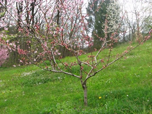 Cvetenje nektarin
Avtor: magnolija
rastline.mojforum.si