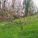 Cvetenje nektarin
Avtor: magnolija
rastline.mojforum.si