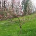 Cvetenje nektarin
Avtor: magnolija
rastline.mojforum.si