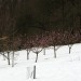 Posledice snega in mraza
Avtor: magnolija
rastline.mojforum.si