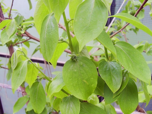 Kaki sorta Tipo (cvetni popek tik pred cvetenjem)
Avtor: babaco
rastline.mojforum.si