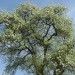 Hruška - Stara sorta Tepka (cvetenje)
Avtor: magnolija
rastline.mojforum.si