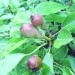 Razvijajoči se plodovi sorte Kleržo.
Avtor: babaco
rastline.mojforum.si
