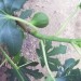 Ficus carica - Figa, smokva
