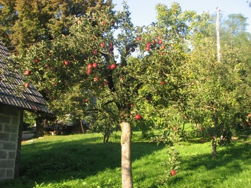 Jablana sorte Ajda red
Avtor: magnolija
rastline.mojforum.si