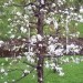 Jablana - Carjevič v polnem cvetu 26.4.08
Avtor: babaco
rastline.mojforum.si