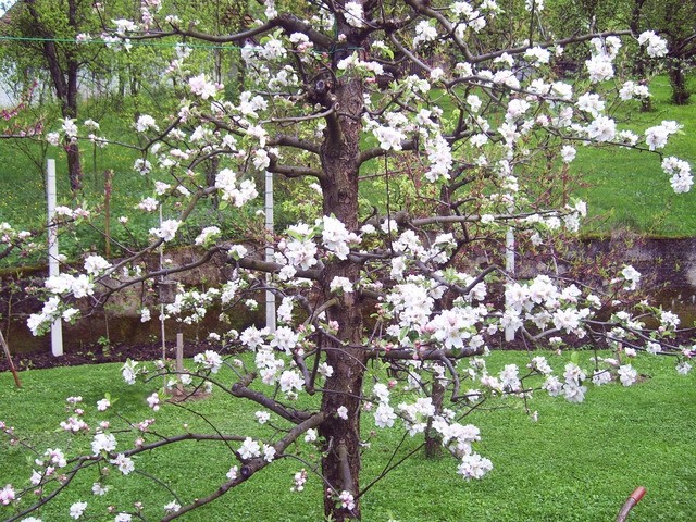 Jablana - Carjevič v polnem cvetu 26.4.08
Avtor: babaco
rastline.mojforum.si