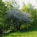 Stare jablane cvetijo
26.4.08
Avtor: magnolija
rastline.mojforum.si