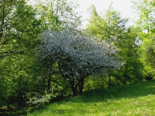 Stare jablane cvetijo
26.4.08
Avtor: magnolija
rastline.mojforum.si