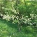  Mlada, doma cepljena sorte jona gold 26.4.08
Avtor: magnolija
rastline.mojforum.si