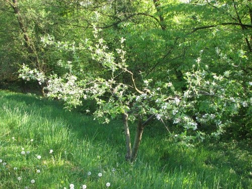  Mlada, doma cepljena sorte jona gold 26.4.08
Avtor: magnolija
rastline.mojforum.si