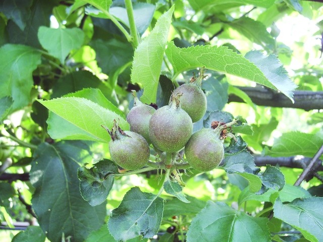 Plodove bo potrebno redčiti 29.5.08
Avtor: babaco
rastline.mojforum.si