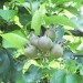 Plodove bo potrebno redčiti 29.5.08
Avtor: babaco
rastline.mojforum.si