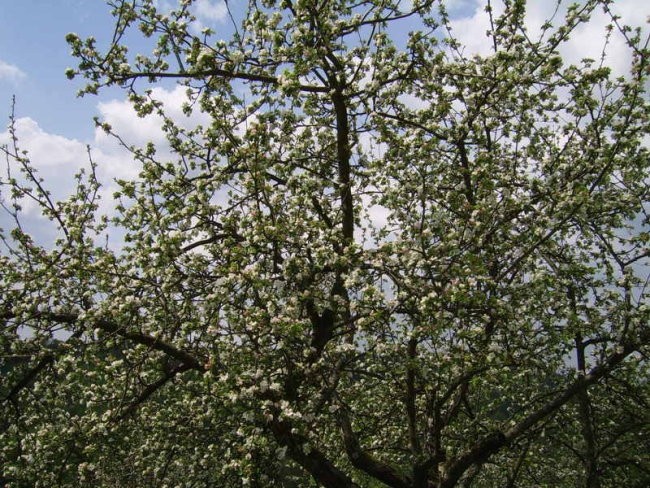 Stara jablana v cvetju 26.4.08
Avtor: solinar
rastline.mojforum.si