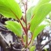 Cvetni popki v listni pazduhi kivija arguta sorta Weiki 26.4.08
Avtor: babaco
rastline.m