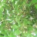 Cvetenje Actinidije Arguta 31.5.08
Avtor: babaco rastline.mojforum.si