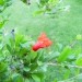 Cvet Granatnega jabolka 27.5.08
Avtor: babaco
rastline.mojforum.si