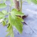 Paradižnik - Lycopersicum esculentum