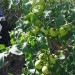 Paradižnik - Lycopersicum esculentum
Avtor: zupka
rastline.mojforum.si