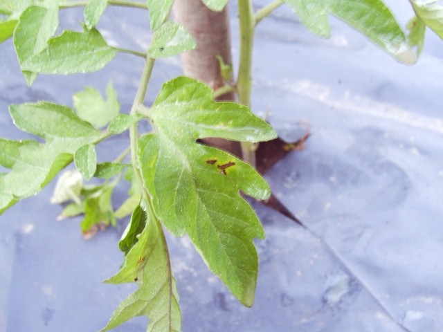 Paradižnik - Lycopersicum esculentum
Nezaželjene rjave pege na paradižniku, znak za alarm