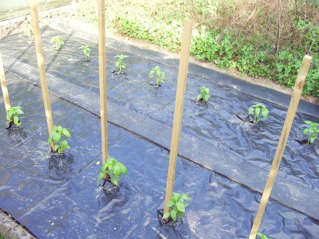 Paprika -  Capsicum annuum
30.5.2008
Avtor: babaco
rastline.mojforum.si