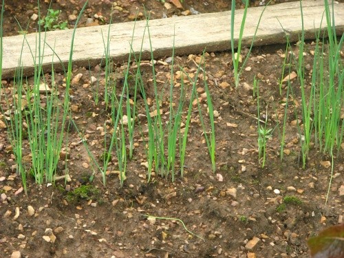 Allium porrum - Por
Avtor: magnolija
rastline.mojforum.si