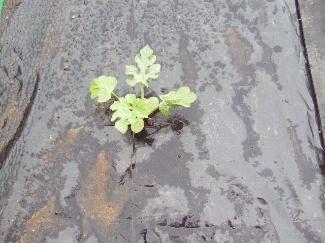 Citrullus lanatus - Lubenica
4.6.08
Avtor: babaco
rastline.mojforum.si