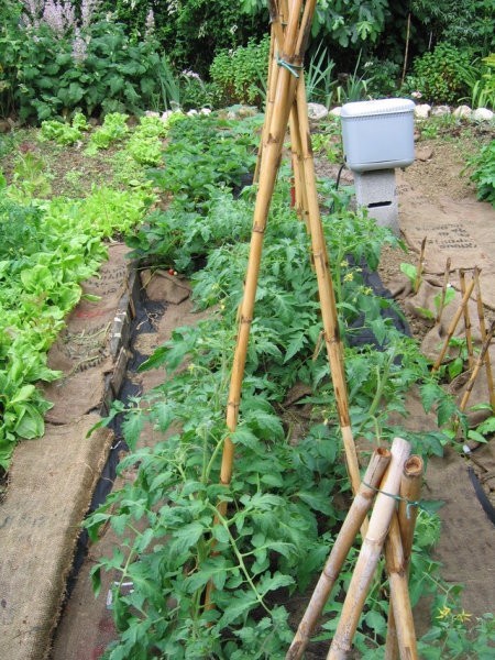 Krompir - Solanum tuberlusum
Pokrivanje z vrečevino
5.6.08
Avtor: potonka
rastline.moj