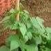 Fižol - Phaseolus vulgaris
